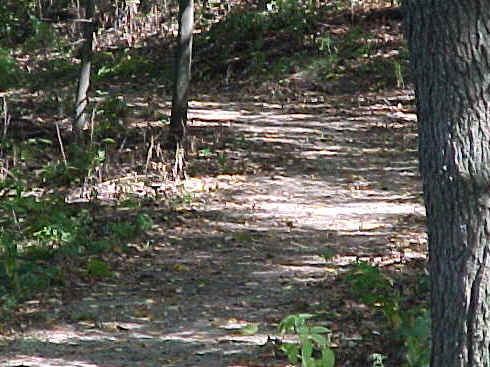 MVC-079S.JPG (65373 bytes)